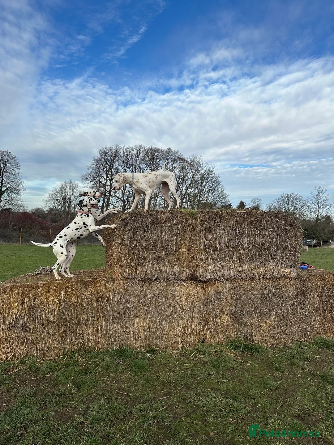 Dalmatian dogs for sale: KC Lemon Dalmatian Pups Due March - Advert 5