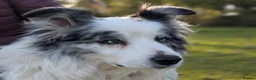 Border Collie dogs for stud: Beautiful Blue Merle looking to Stud him.   - Advert 8