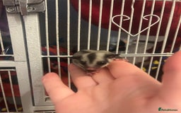 Sugar Glider rodents for sale: Joey sugar glider female.OOP- 16/09/2025 - Image 2