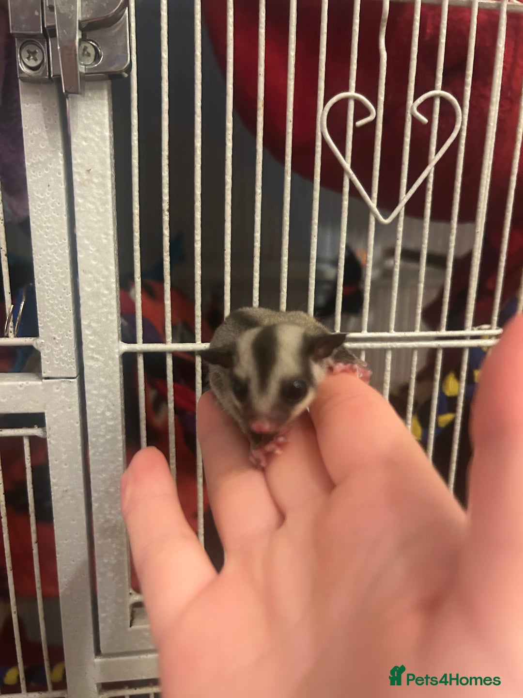Sugar Glider rodents for sale: Joey sugar glider female.OOP- 16/09/2025 - Image 2