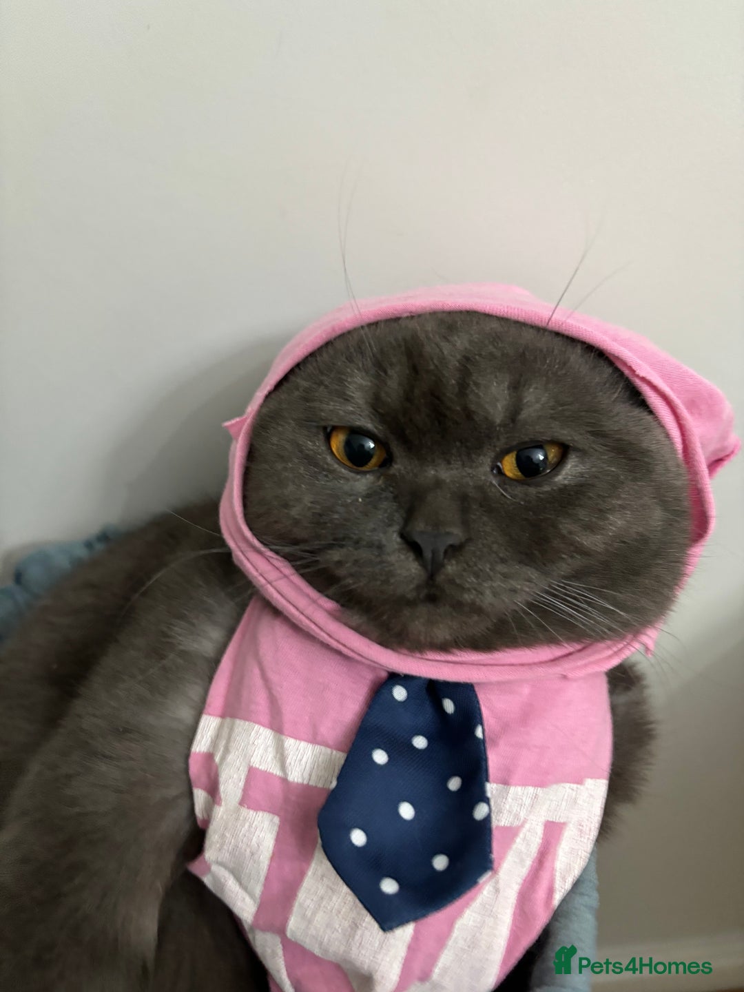 Scottish Fold cats for stud: Studd Scottish fold 200 - Image 5