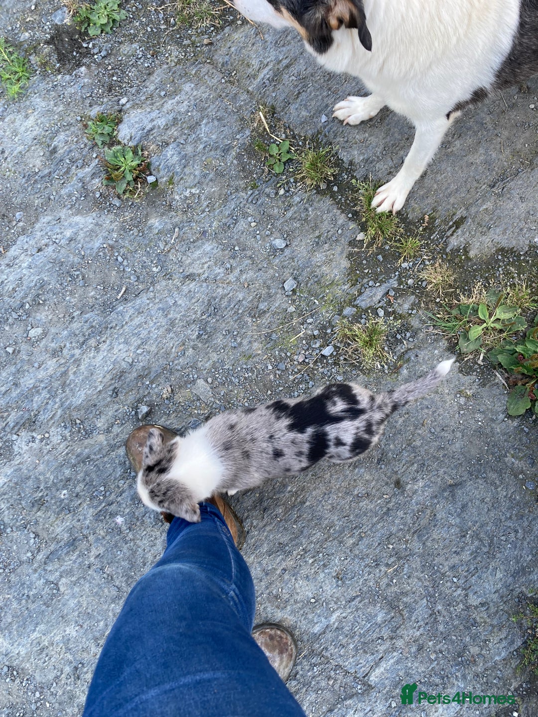 Border Collie dogs for sale: Blue Merle collies  - Image 11