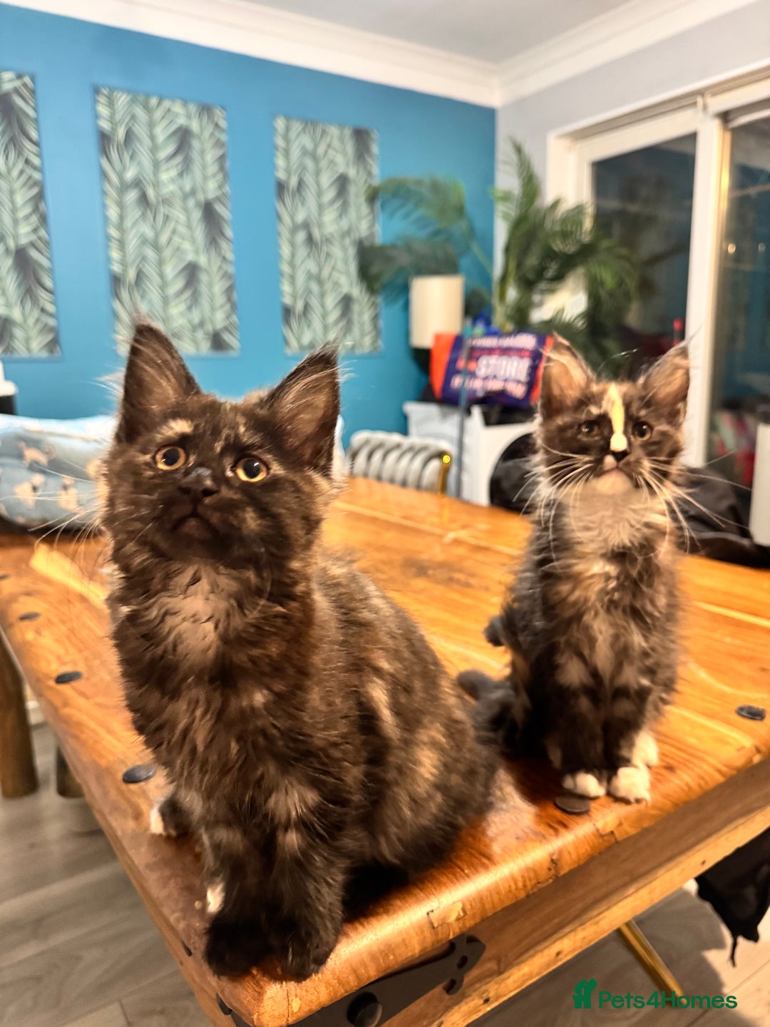 Maine Coon cats for sale: Maine coon kittens 5 girls  - Advert 4
