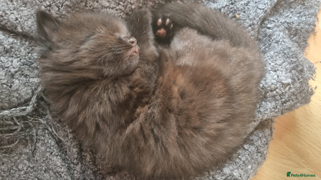 Mixed Breed cats for sale: Kittens for sale - Image 8
