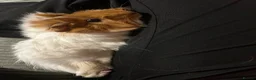 Guinea Pig rodents for sale: 2 bonded Female Guinea Pigs - 9 months old  in Braintree - Advert 10