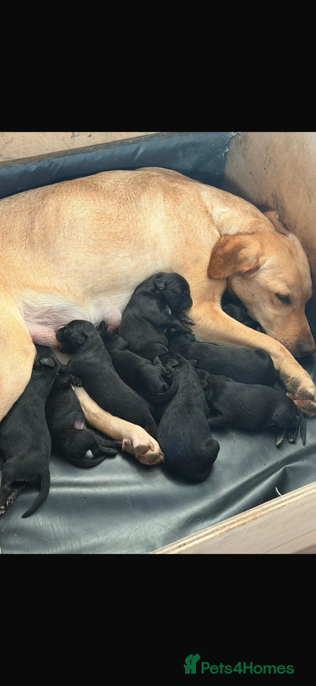 Mixed Breed dogs for sale: Lurcherdor  - Advert 1