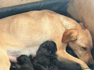 Mixed Breed dogs Lurcherdor - Advert 1