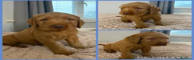 Hungarian Vizsla Blue