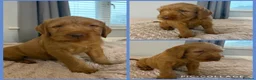 Hungarian Vizsla dogs for sale: 🐶 Beautiful Wired Haired Hungarian Visla Puppies in Saint Helens - Advert 20
