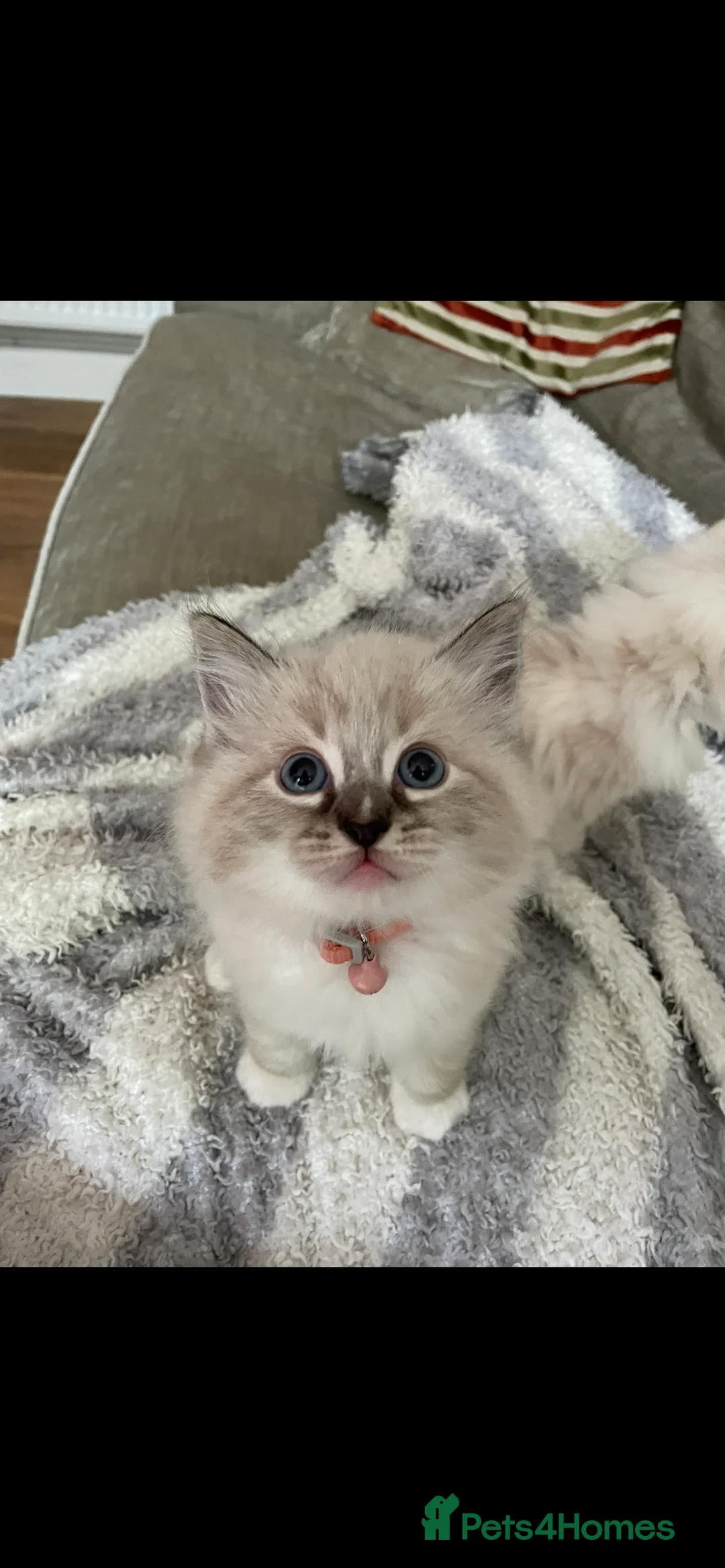 Ragdoll cats for stud: Seal Lynx Ragdoll Stud TICA in Colchester - Advert 9