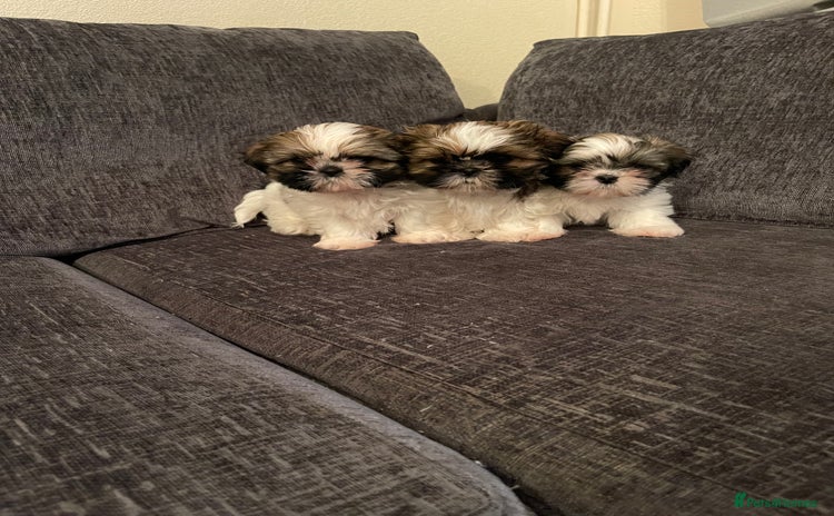 Shih Tzu dogs - Advert 4