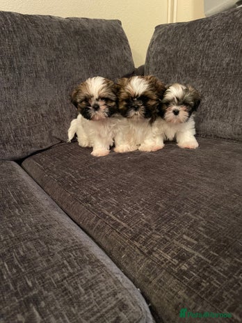 Shih Tzu dogs - Advert 1