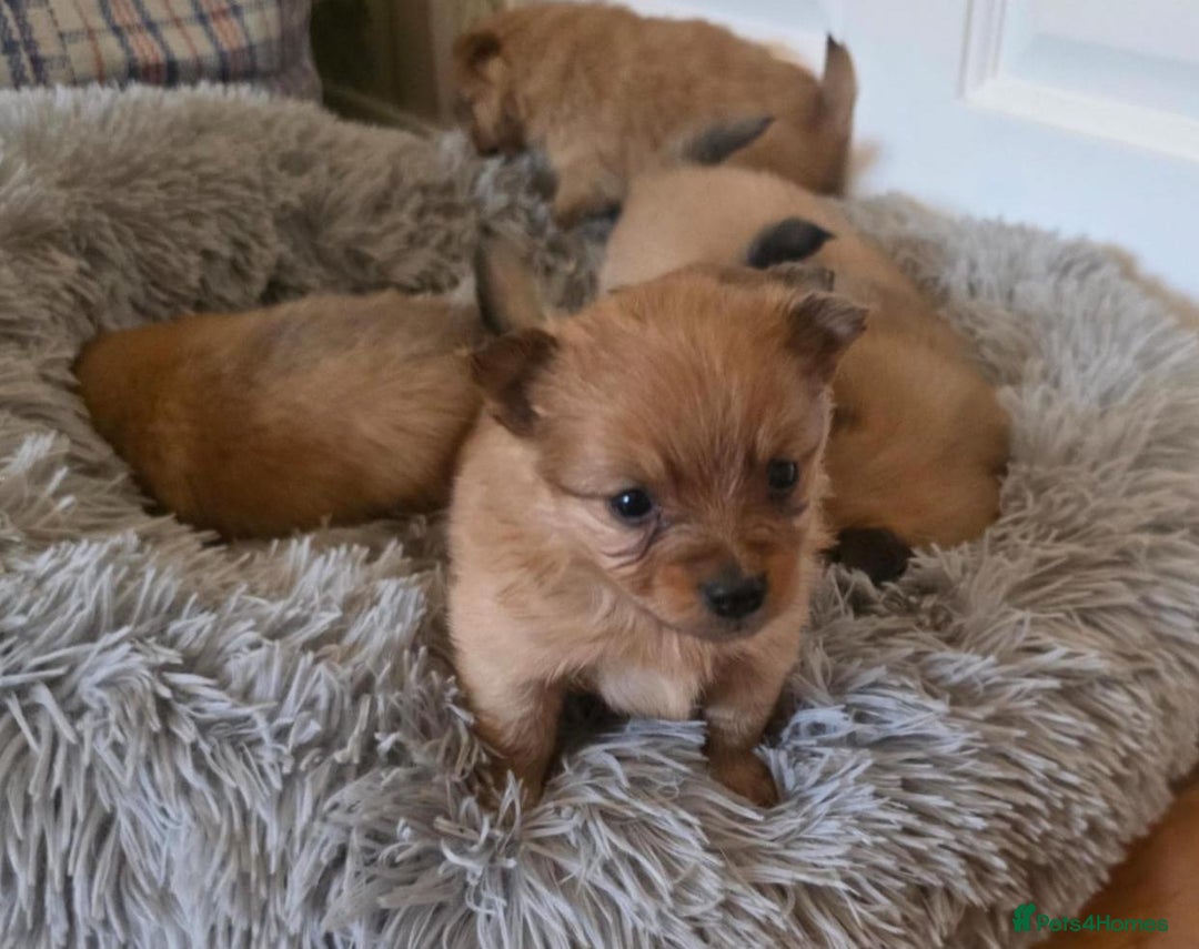 Pomeranian dogs for sale: Pomeranian Puppies - Image 2