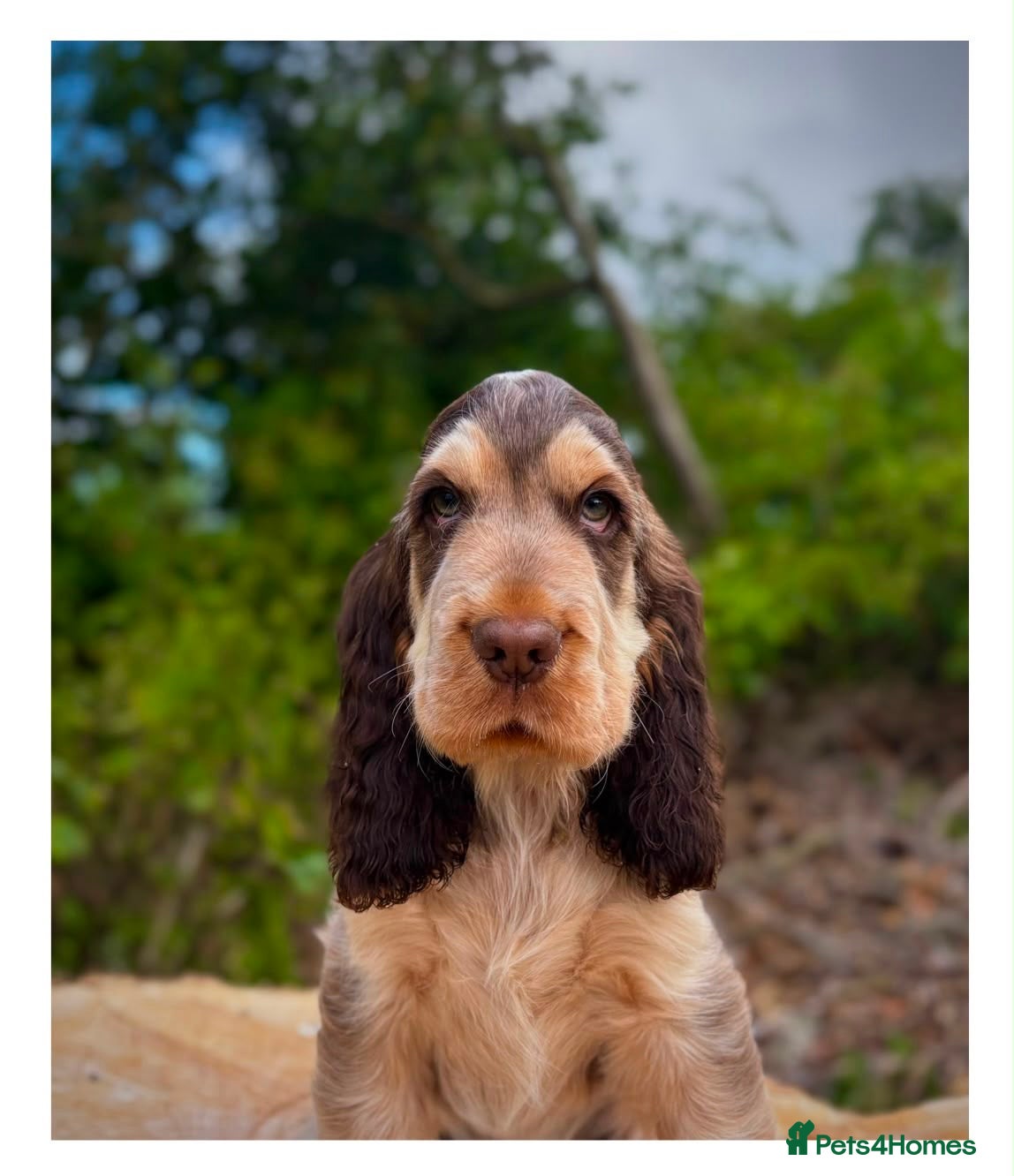 Cocker Spaniel dogs Quality KC Registered Show Cocker spaniel pippies - Advert 1