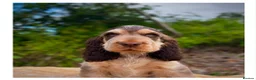 Cocker Spaniel dogs for sale: Quality KC Registered Show Cocker spaniel pippies - Advert 1
