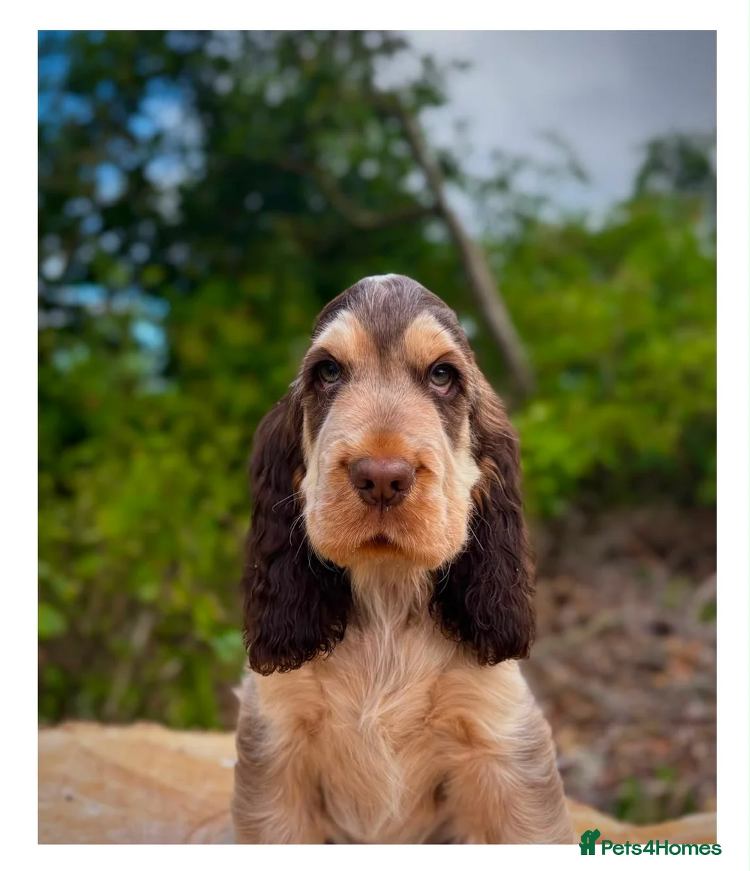 Cocker Spaniel dogs for sale: Quality KC Registered Show Cocker spaniel pippies - Advert 1