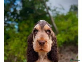 Cocker Spaniel dogs Quality KC Registered Show Cocker spaniel pippies - Advert 2