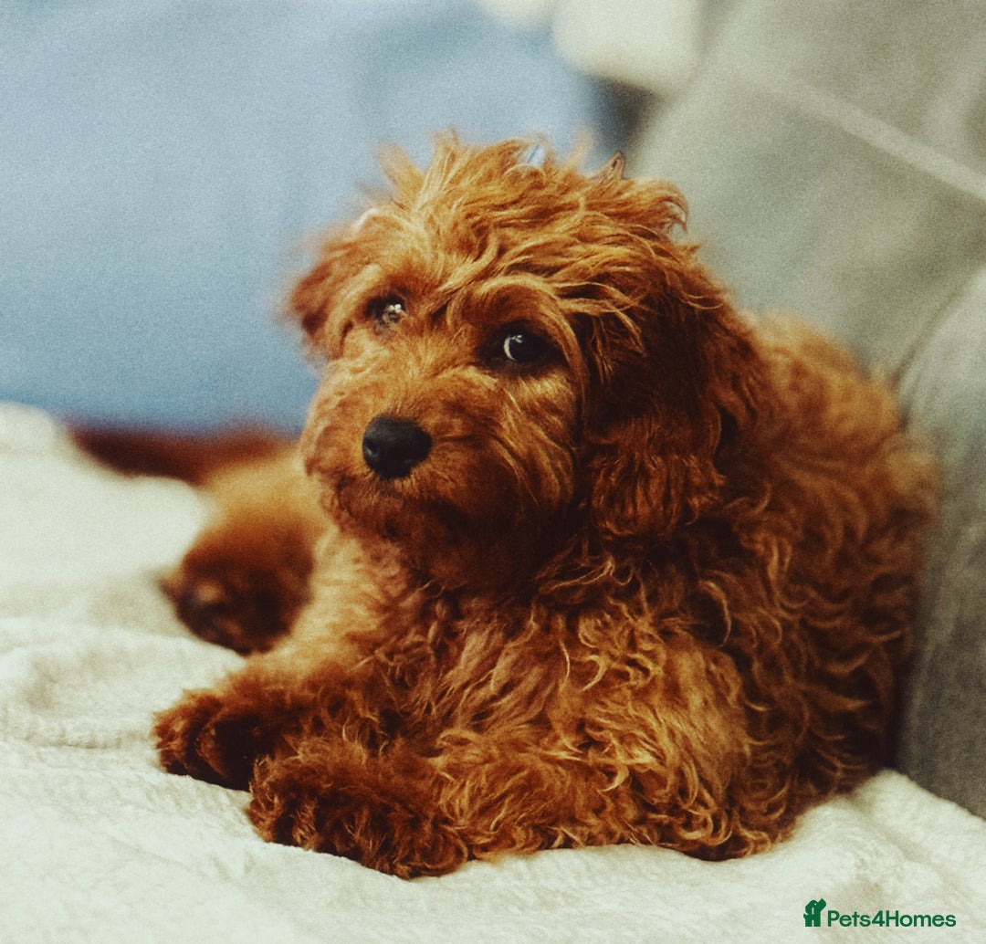 Cavapoo dogs for sale: Cavapoo for sale  - Advert 1