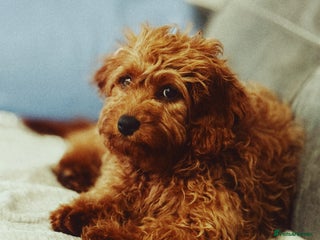Cavapoo dogs Cockapoo for sale - Advert 4