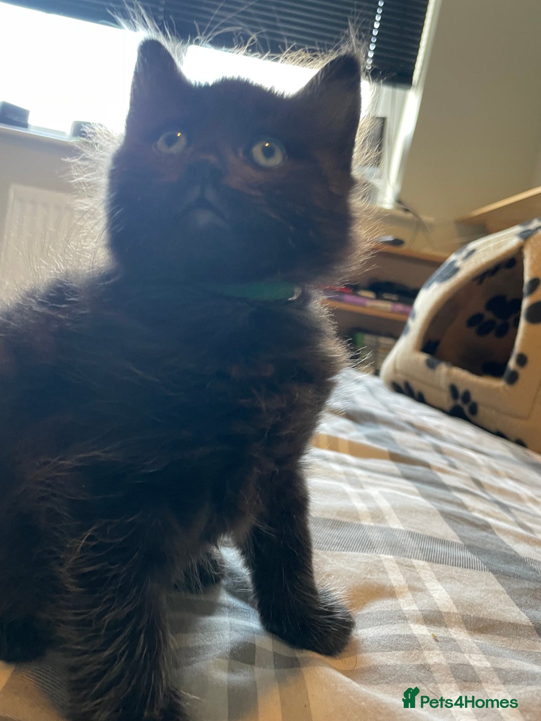 Mixed Breed cats for sale: Stunning kittens - Image 5