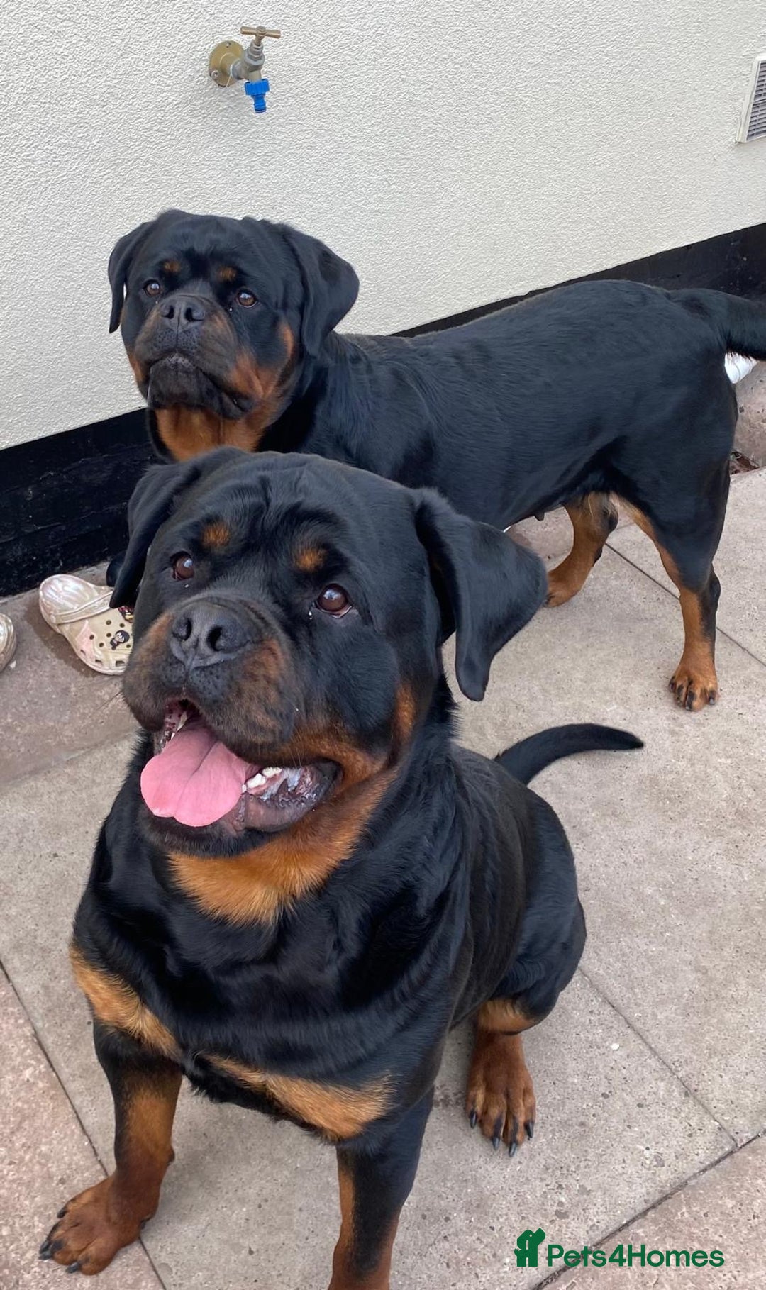 Rottweiler dogs for sale: Full pedigree KC registered ROTTWEILER  - Advert 5
