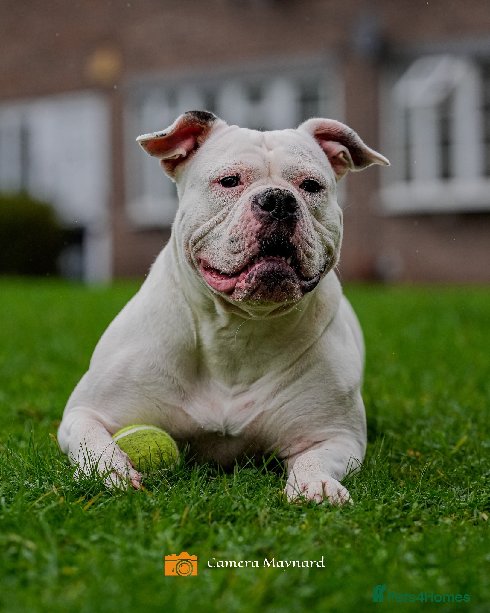Olde English Bulldogge dogs Beautiful friendly best dog ever needing new home - Advert 5