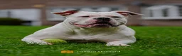 Olde English Bulldogge dogs for sale: Beautiful friendly best dog ever needing new home in Chesterfield - Advert 1