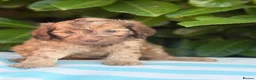 Cockapoo dogs for sale: Cockapoo males and females  - Advert 29