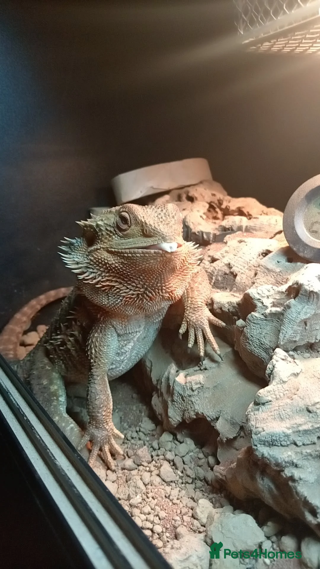 Bearded Dragon reptiles for sale: Orange male bearded dragon  in Portsmouth - Advert 2