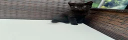 British Shorthair cats for sale: British Shorthair kittens  - Advert 6