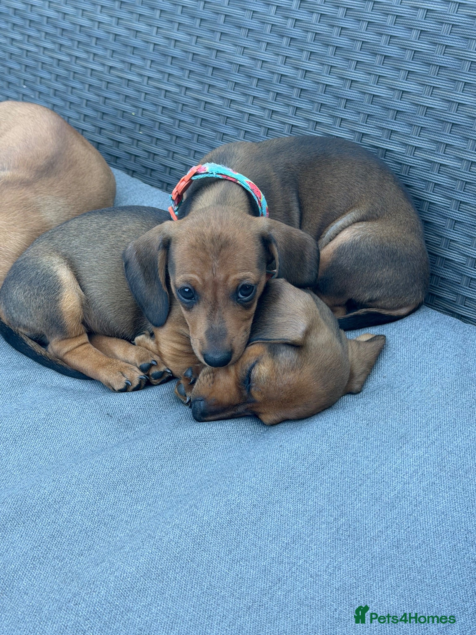 Miniature Dachshund dogs Super small and lovely - Mini dachshund  - Advert 18