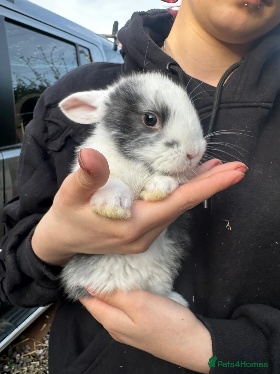 Continental Giant rabbits for sale: Continental giant kits  - Advert 5