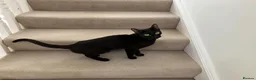 Mixed Breed cats for sale: One year old black cat - Advert 3