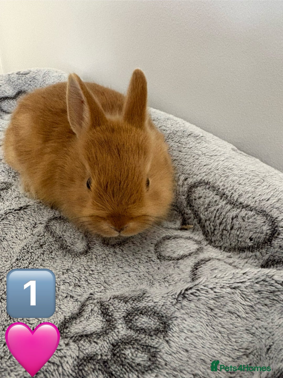 Netherland Dwarf rabbits for sale: 14 x Netherland Dwarf Bunnies 🐰🏡 🥰  - Image 4