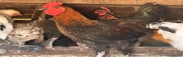 Chickens poultry for sale: Pure Breed Cockerels  - Advert 1