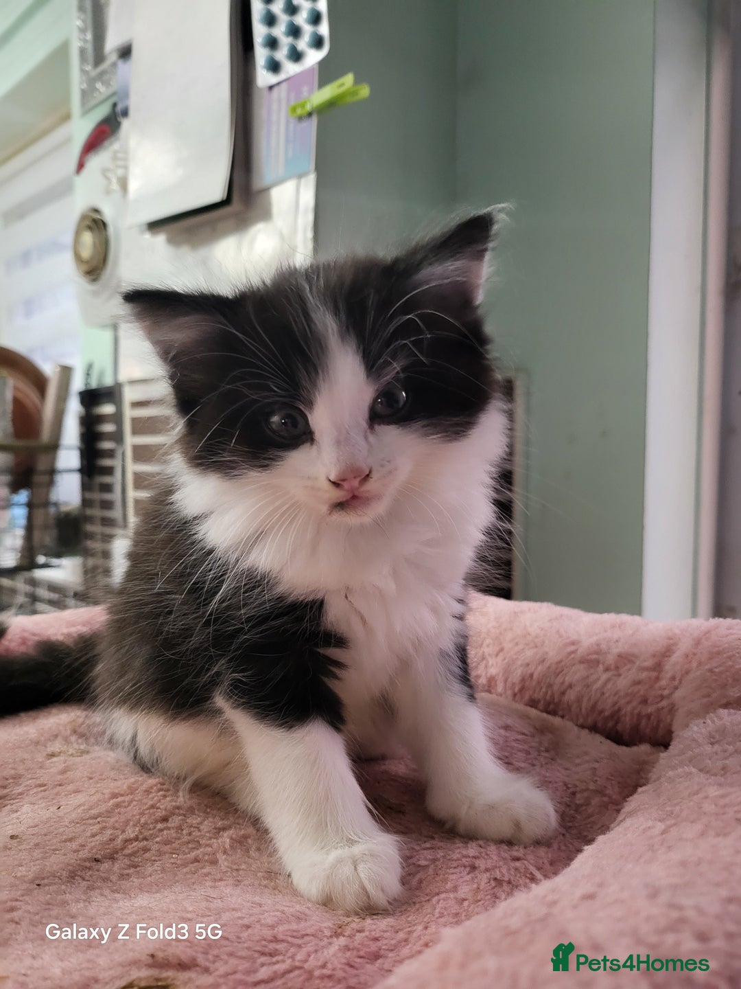 Mixed Breed cats for sale: Kitten - Advert 2