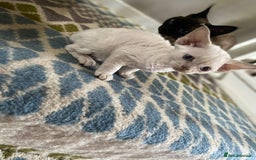 Devon Rex cats for sale: 2 beautiful female Devon Rex kittens  - Image 2