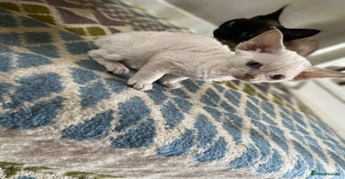 Devon Rex cats - Advert 4