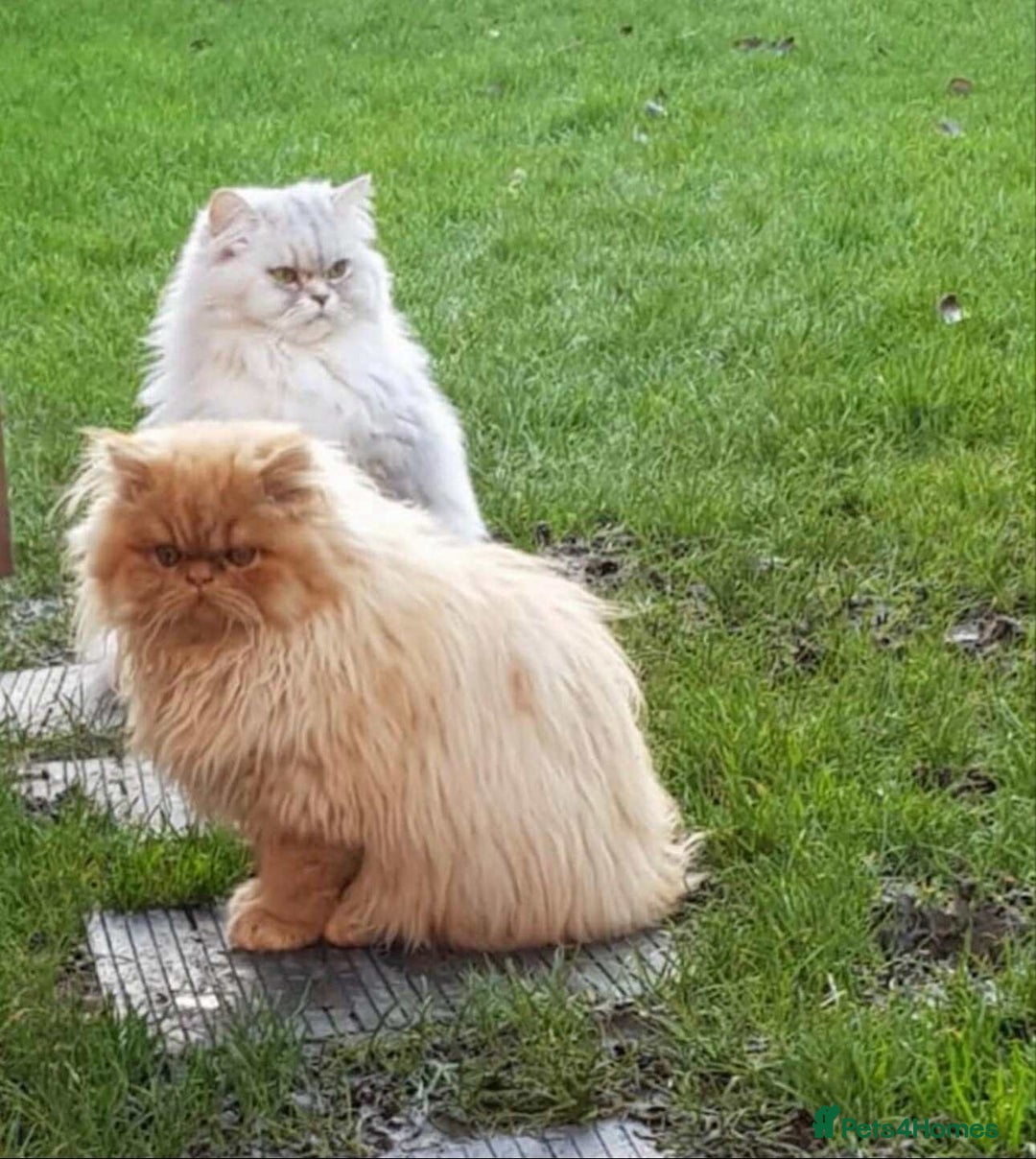 Persian cats for sale: BEAUTIFUL DOLL FACE FULL PERSIAN LONG HAIR KITTEN - Advert 13