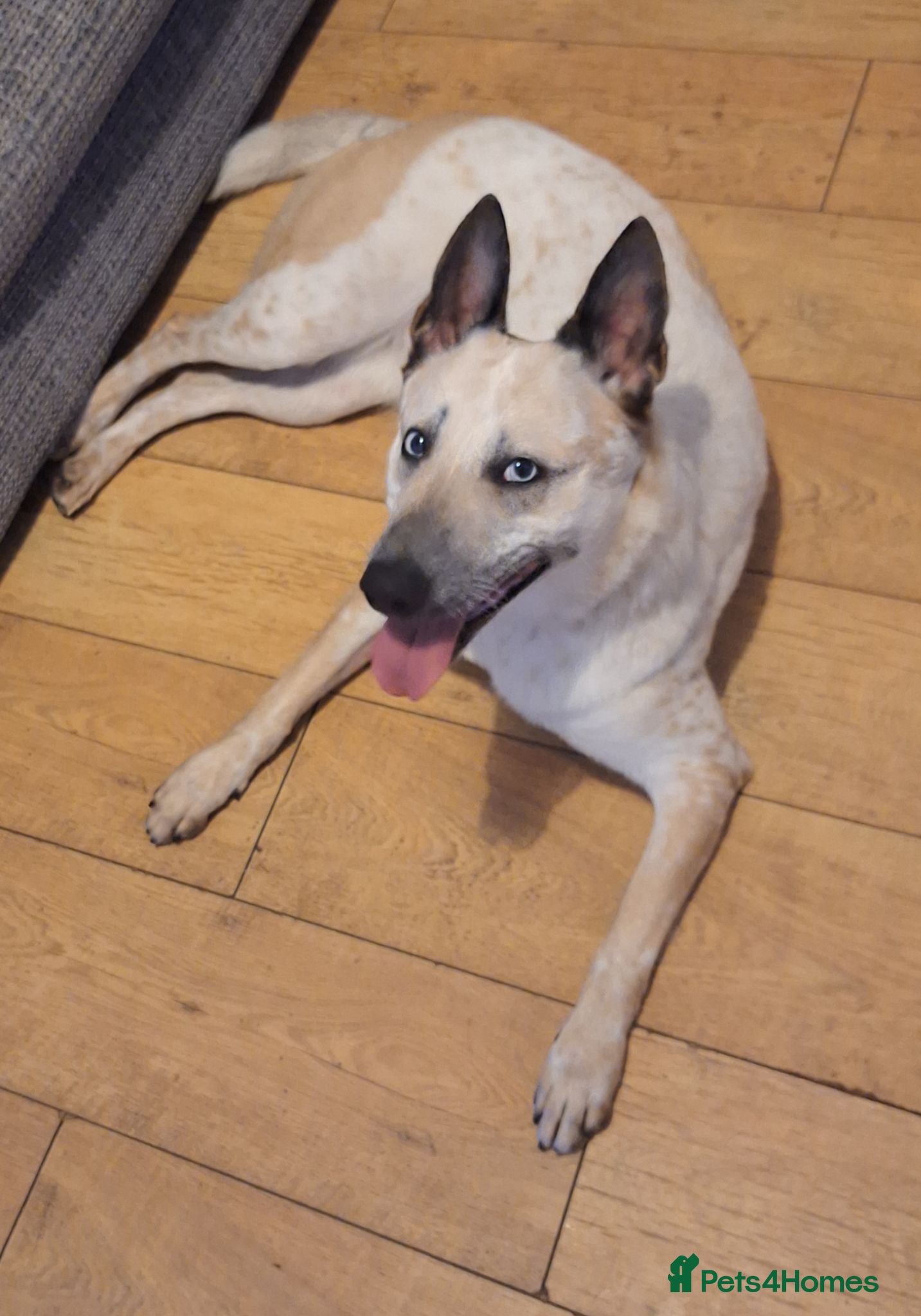Belgian Shepherd Dog dogs Belgian malinois puppies  - Advert 4