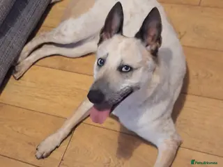 Belgian Shepherd Dog dogs Reduced Ready to leave - Advert 18