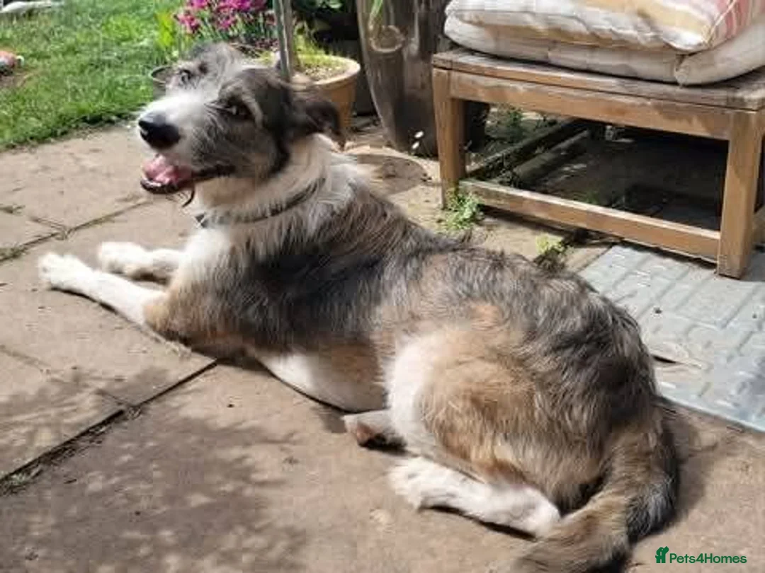 Mixed Breed dogs for adoption: Meet Fred, currently residing in Bristol  in Bristol - Advert 2