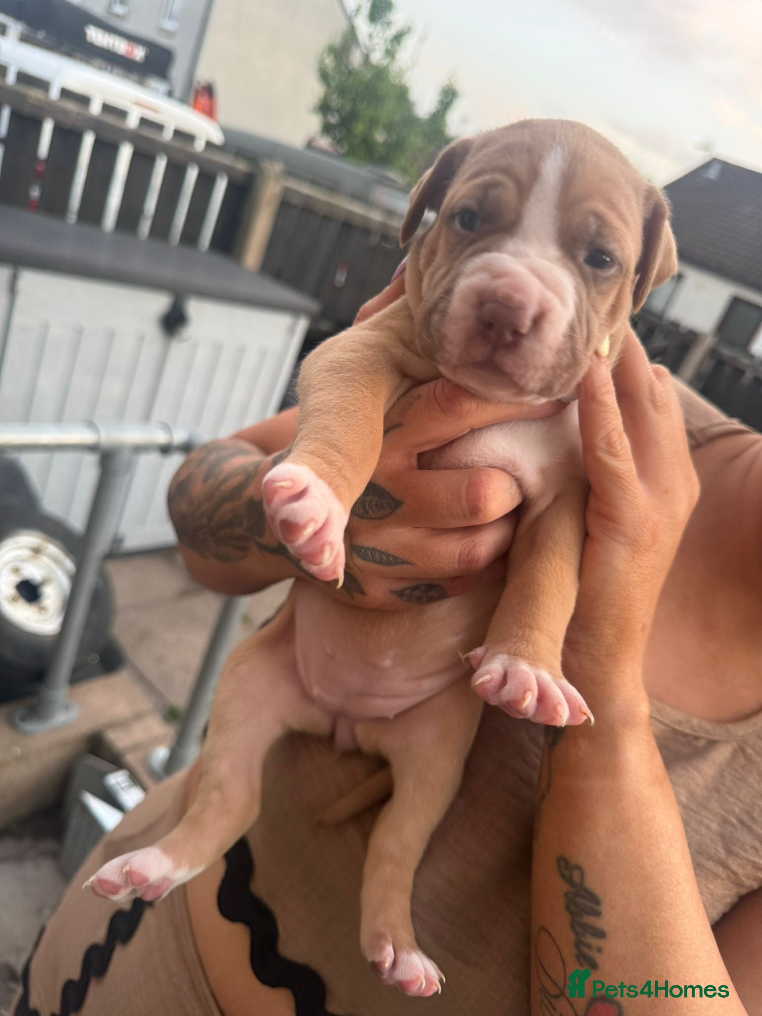 Mixed Breed dogs Stunning American bulldog staff  - Advert 2