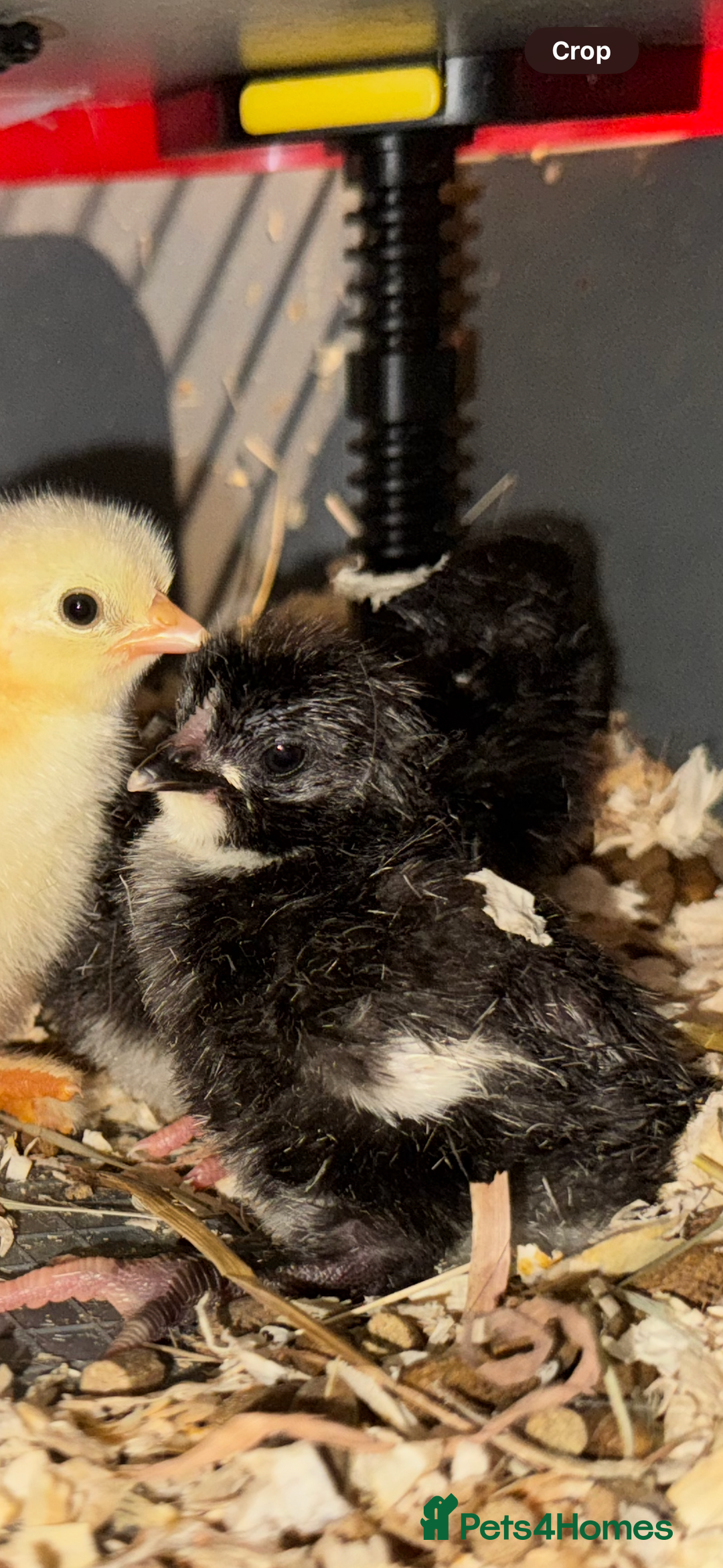 Chickens poultry for sale: CHICKS HATCHING NOW!  - Image 2