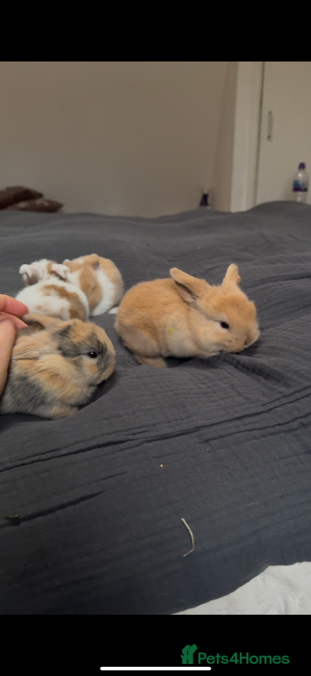 Mini Lop rabbits for sale: Baby Mini Lop Bunnies for sale  - Advert 1