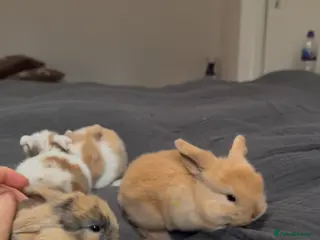 Mini Lop rabbits Baby Mini Lop Bunnies for sale £100 for 2 rabbits - Advert 11