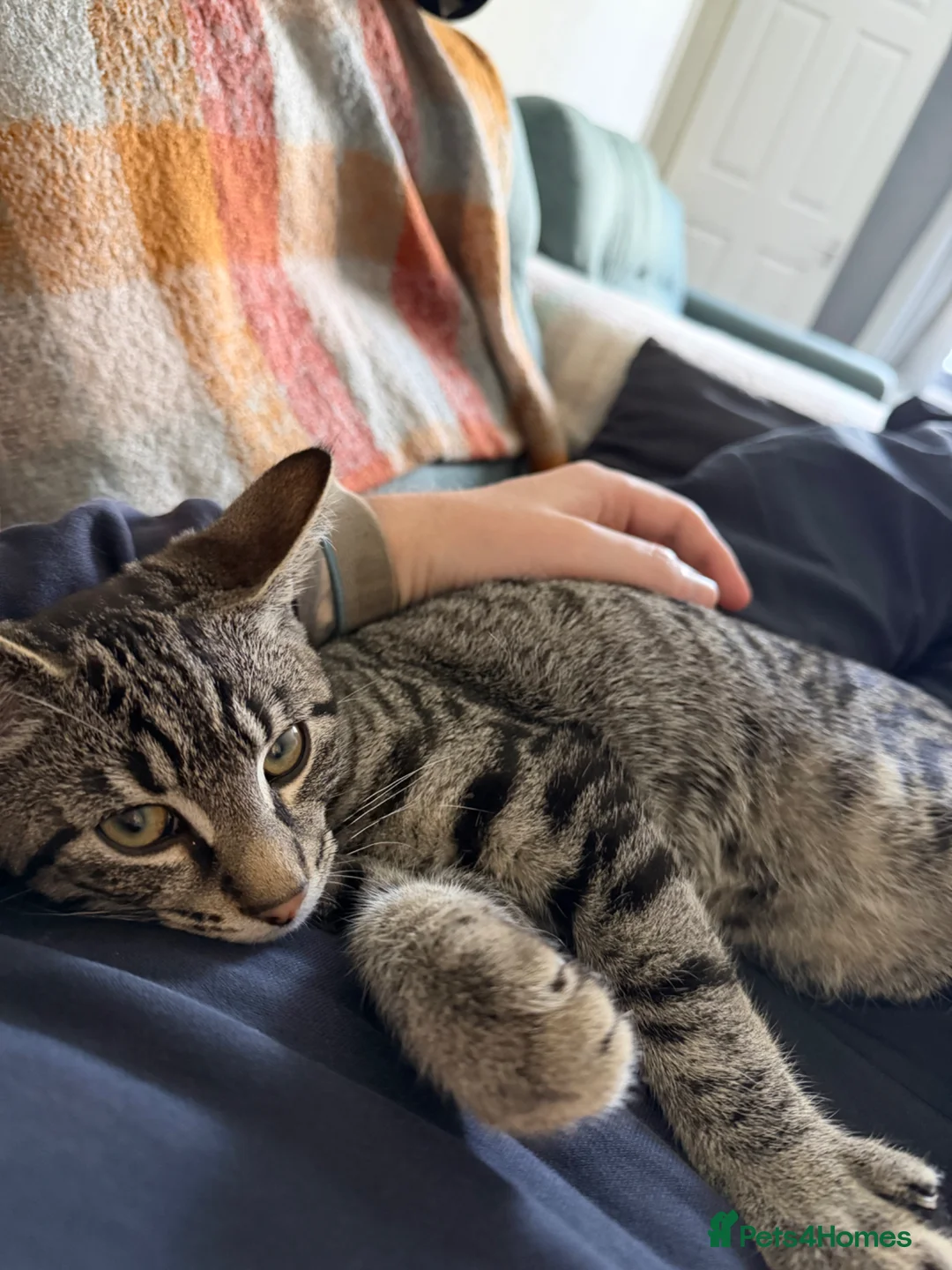 Domestic Shorthair cats for sale: 16 week old kitten to rehome unfortunately  - Advert 2