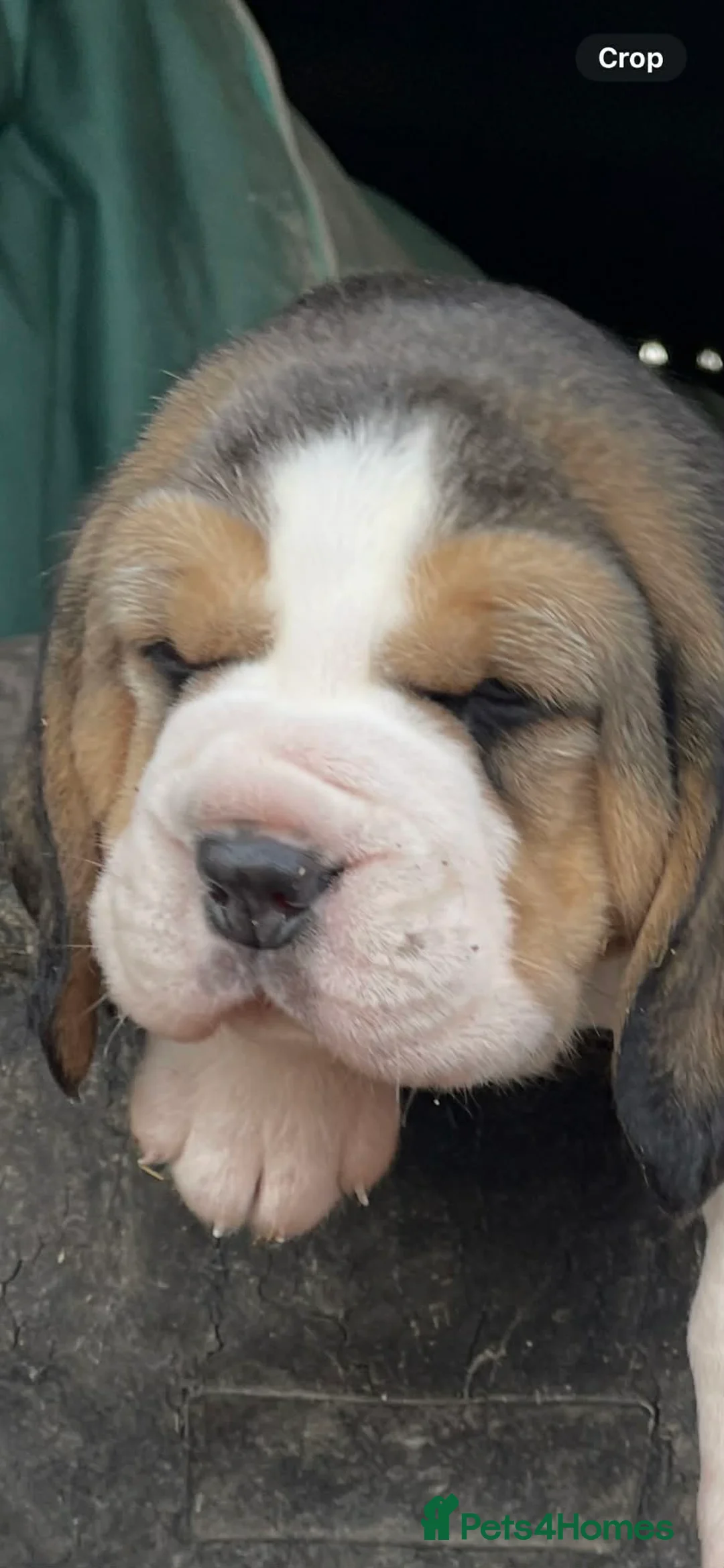Beagle dogs for sale: Kc pups due Feb ready april - Advert 11