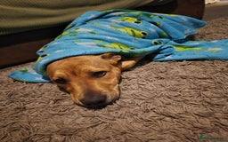 Mixed Breed dogs for sale: Fido the family dog - Image 5