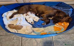 Cocker Spaniel dogs for sale: Cocker Spaniel Puppies  - Image 8
